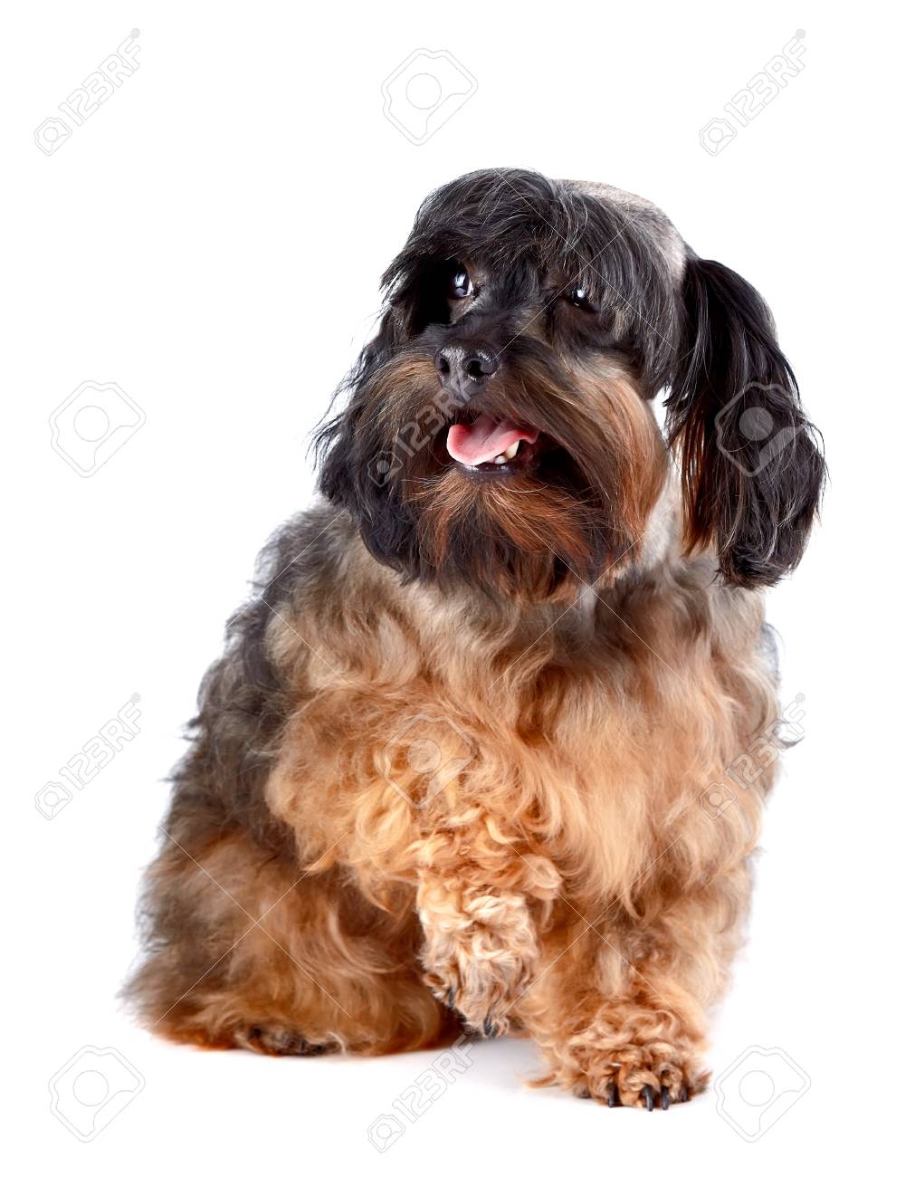 Chien De Petite Taille Décoratif Chien De Race Chiot De Lorchidée Pétersbourg Chien Hirsute