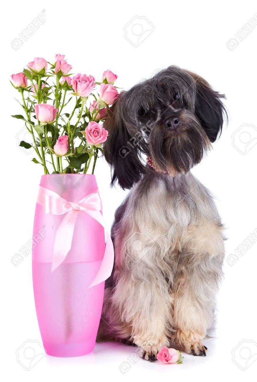 Petit Chien Décoratif Chien De Race Chiot De Lorchidée Pétersbourg Chien Hirsute Et Roses