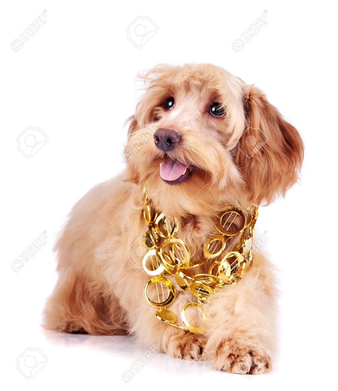 small dog gold chain