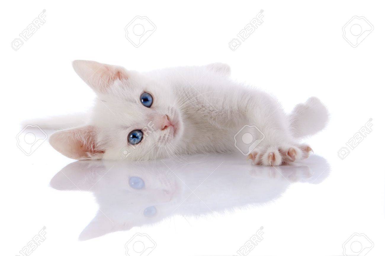 Chaton Blanc Aux Yeux Bleus Chaton Sur Un Fond Blanc Petit Prédateur Petit Chat