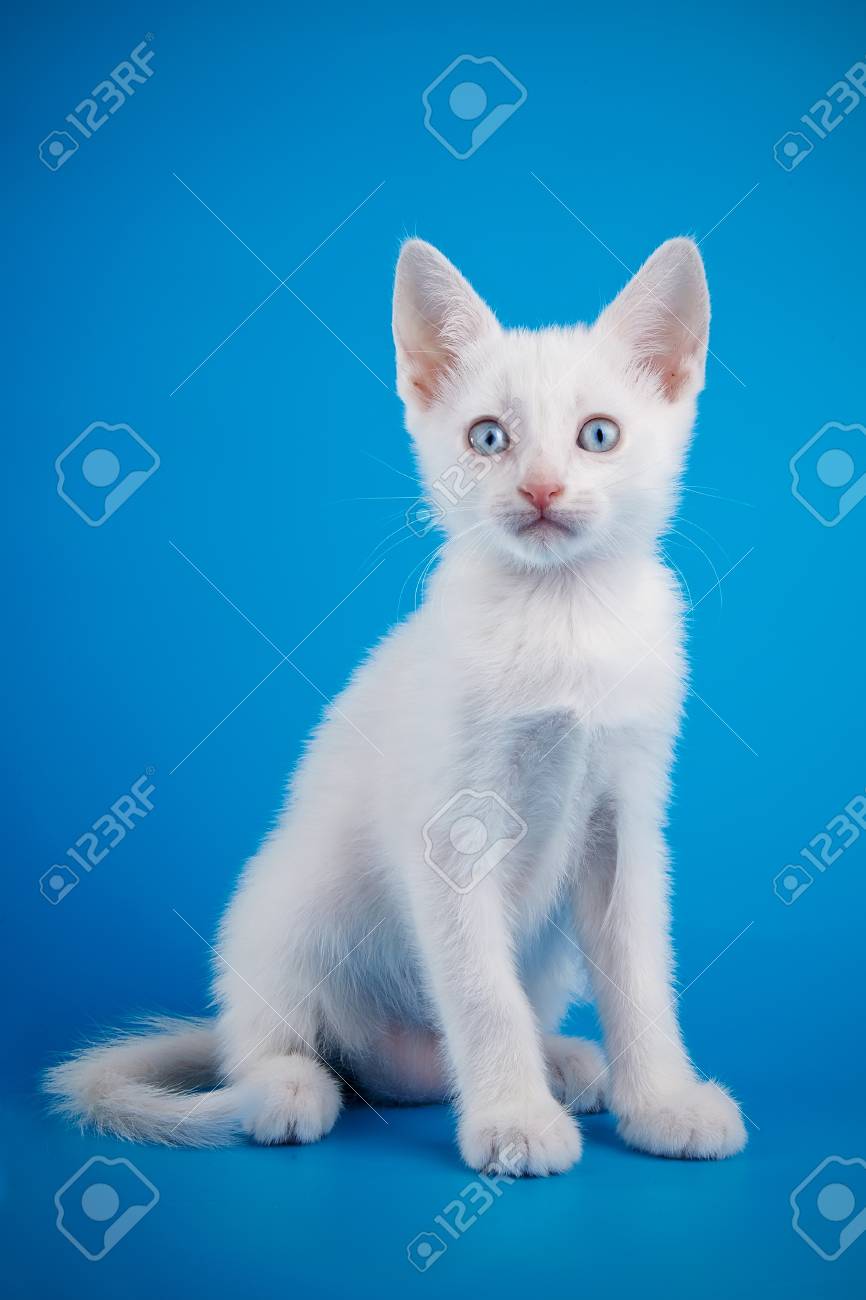Chat Chaton Blanc Animal De Compagnie Animal Joli
