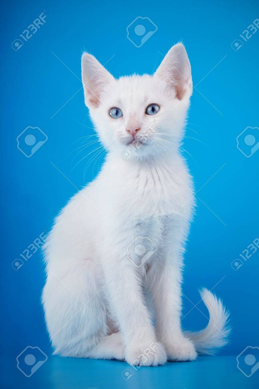 Chaton Blanc Aux Yeux Bleus Chaton Sur Un Fond Bleu Petit Prédateur Petit Chat