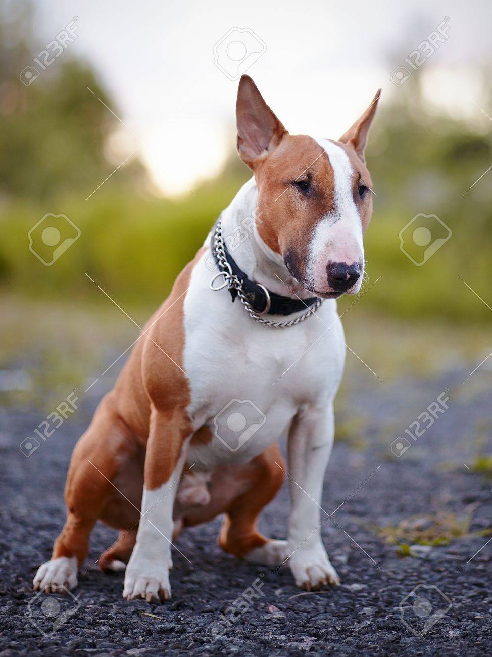english bull terrier pictures