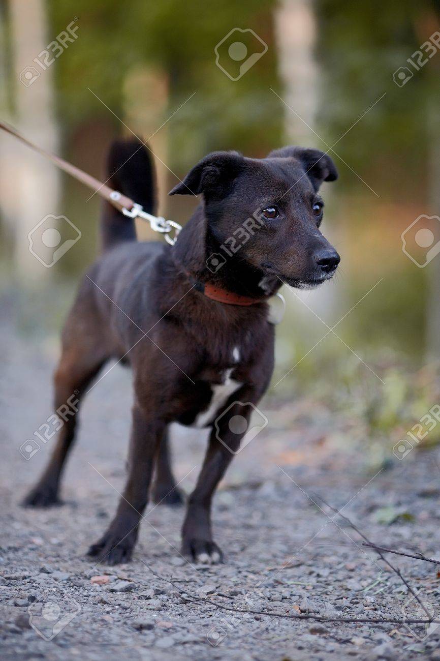 Petit Chienchien Chien Noir De Race Non Chiens Sur La Promenade Le Bâtard Pas De Race