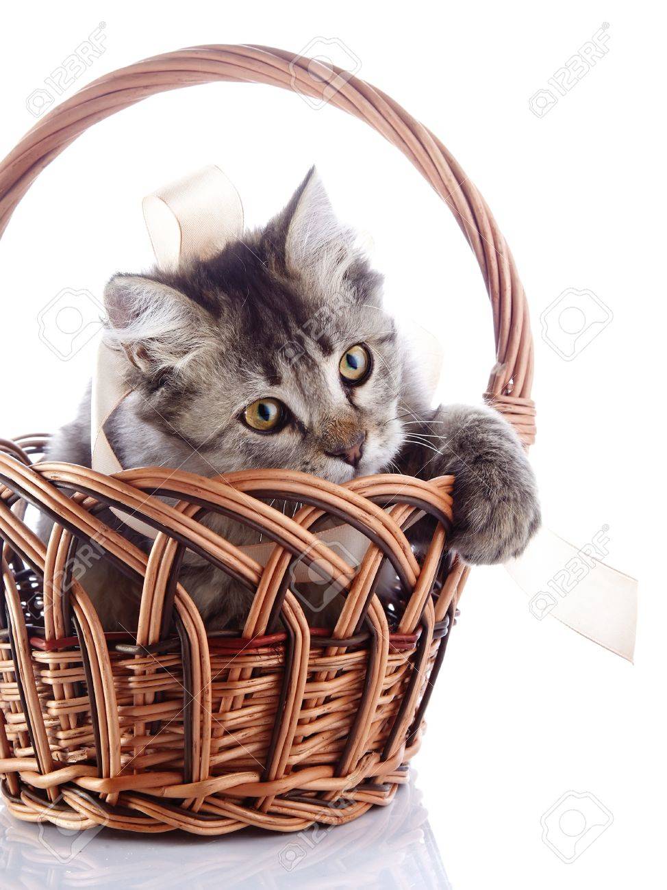Chat Dans Un Panier Tressé Joue Avec Un Ruban Chat Fluffy Avec Des Yeux Jaunes Rayures Pas De Race Pure Chaton Chaton Sur Un Fond Blanc Petit