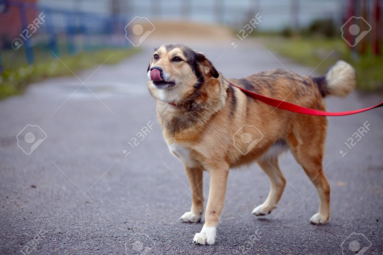 bulldog in black colour
