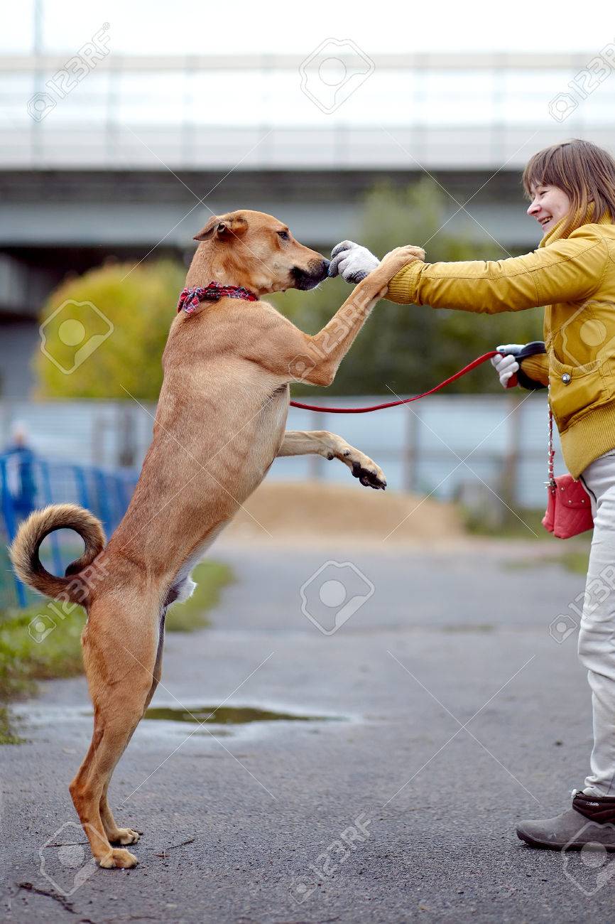 Le Rouge Pas Chien De Race Coûte Sur La Route Pas De Race De Chien Doggie Sur Pied Le Grand Bâtard Pas De Race Pure