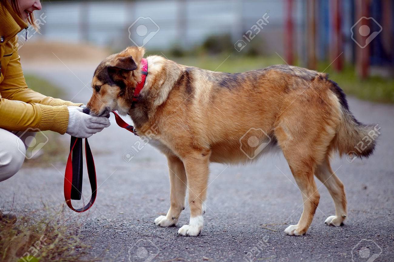 Le Rouge Pas Chien De Race Coûte Sur La Route Pas De Race De Chien Doggie Sur Pied Le Grand Bâtard Pas De Race Pure