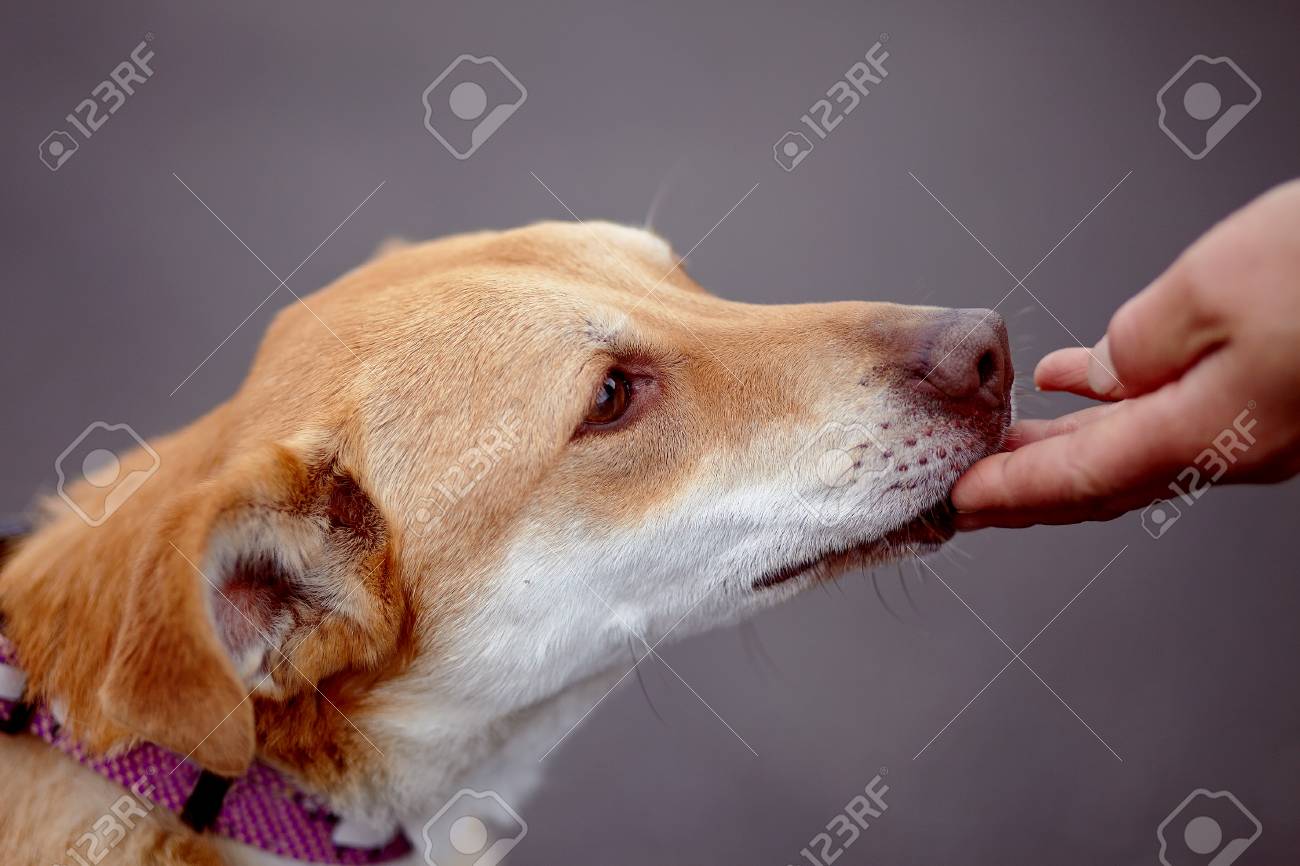 Portrait Dun Chien De Race Rouge Pas Non Chien De Race Chiens Sur La Promenade Le Grand Bâtard Pas De Race