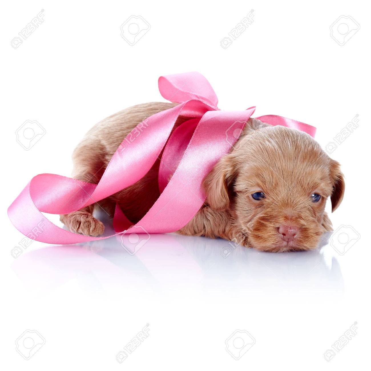 puppy with bow