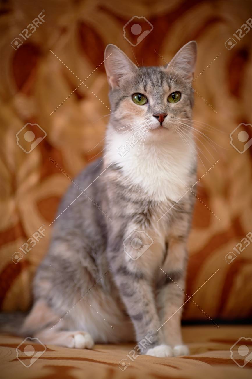 Chat Gris Aux Yeux Verts Chat Gris Striped Pas De Race Pure Chaton Petit Prédateur Petit Chat