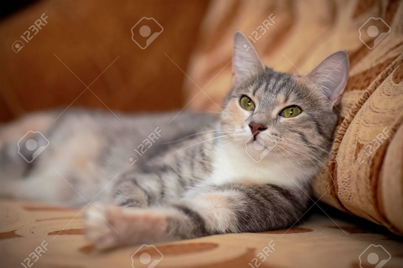 Portrait Dun Chat Gris Aux Yeux Verts Striped Cat Striped Pas De Race Pure Chaton Petit Prédateur Petit Chat