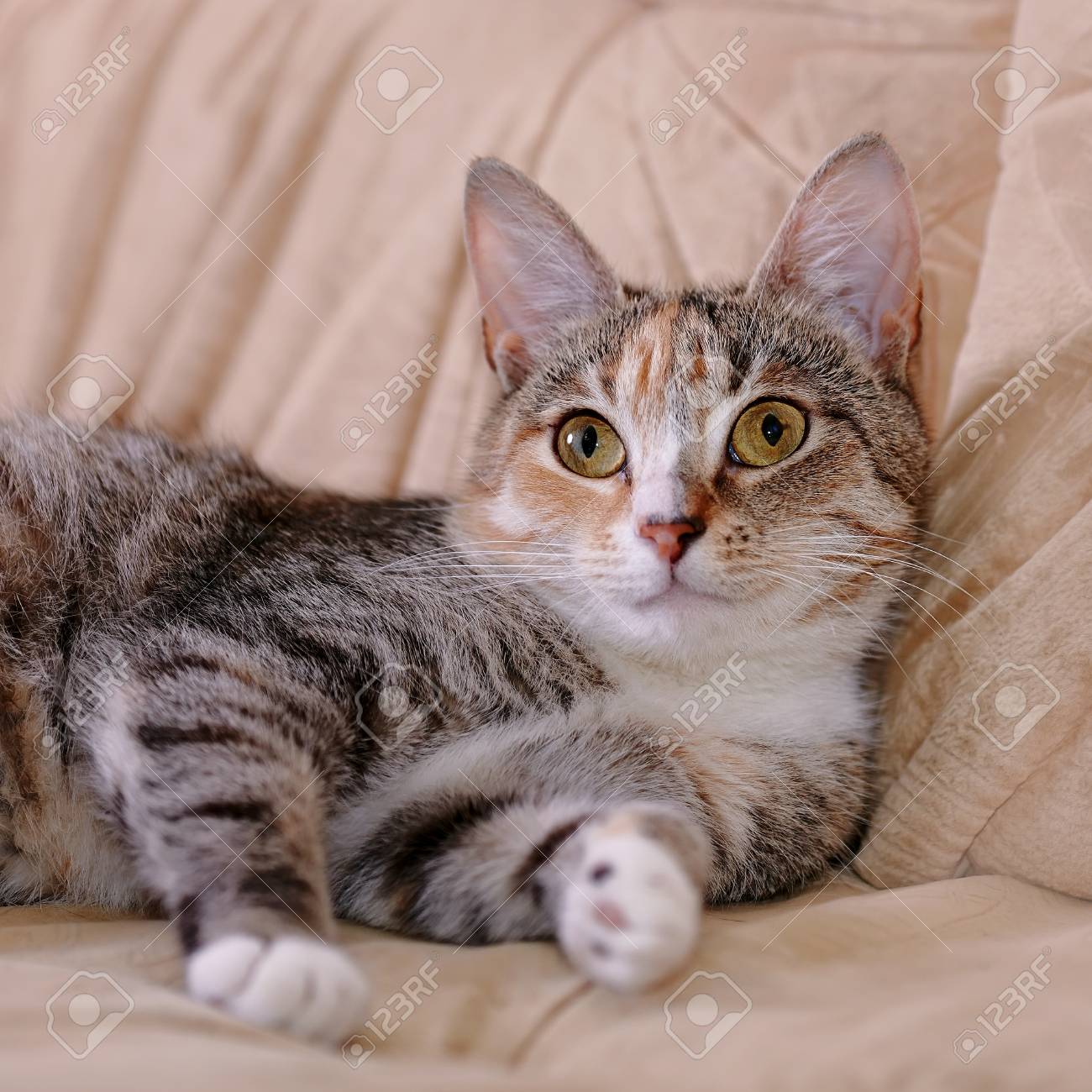 Chat Multicolore Aux Yeux Jaunes Chaton A Rayures Et Pas De Race Petit Predateur Petit Chat Banque D Images Et Photos Libres De Droits Image