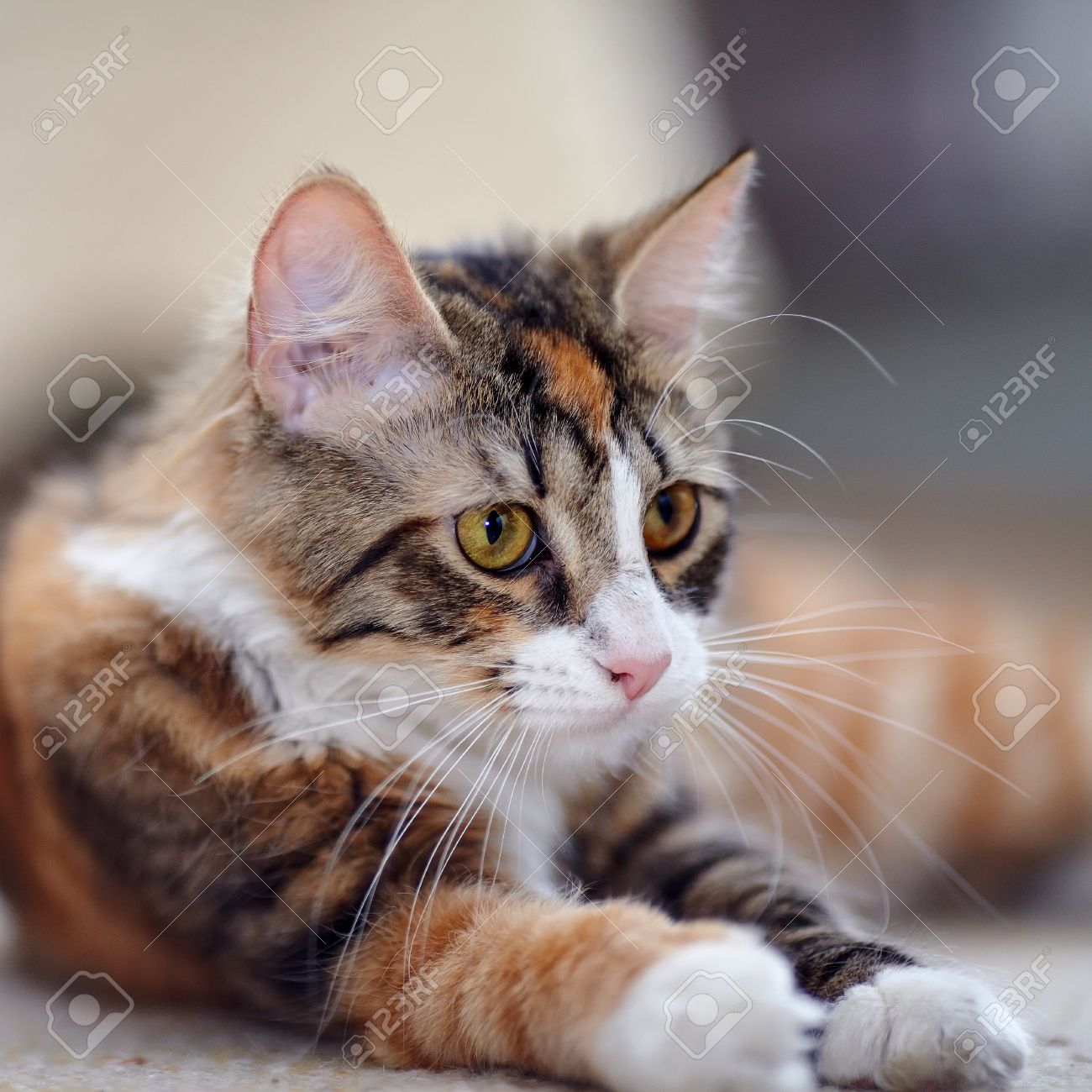 Chat Multicolore Avec Des Yeux Jaunes Striped Pas De Race Pure Chaton Petit Predateur Petit Chat Banque D Images Et Photos Libres De Droits Image