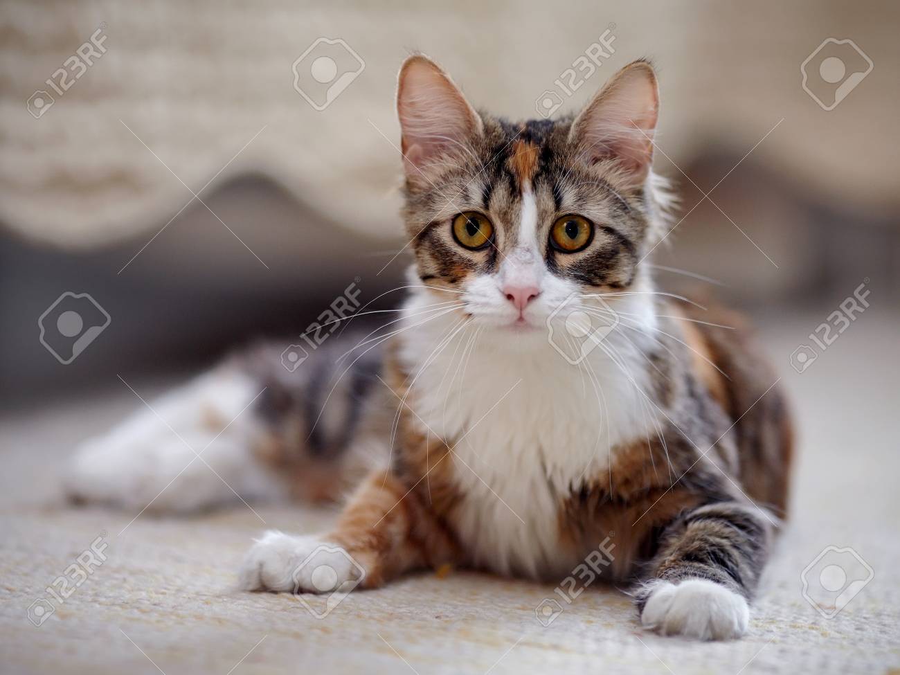 Chat Multicolore Avec Des Yeux Jaunes Rayures Pas De Race Pure Chaton Petit Predateur Petit Chat Banque D Images Et Photos Libres De Droits Image
