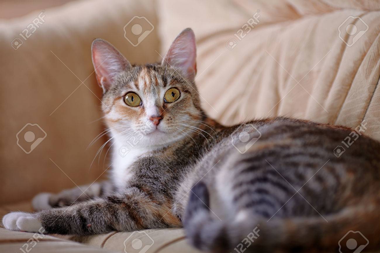 Chat Multicolore Avec Des Yeux Jaunes Rayures Pas De Race Pure Chaton Petit Predateur Petit Chat Banque D Images Et Photos Libres De Droits Image