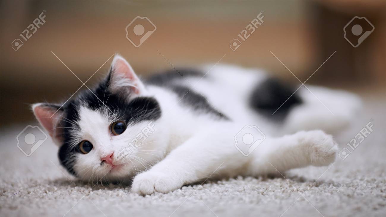 Blanc Avec Un Chaton Noir Petit Prédateur Petit Chat