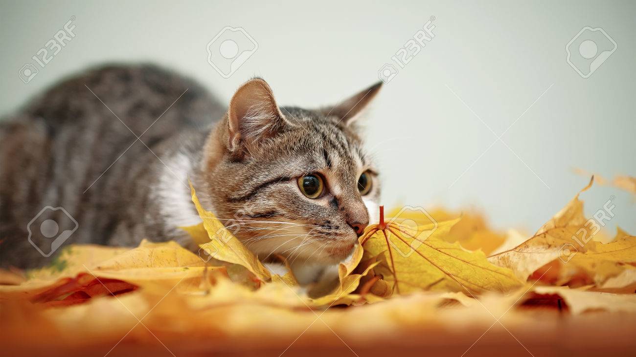 Rayee De Blanc Un Chat Et Les Feuilles D Automne Striped Pas De Race Pure Chaton Petit Predateur Petit Chat Banque D Images Et Photos Libres De Droits Image