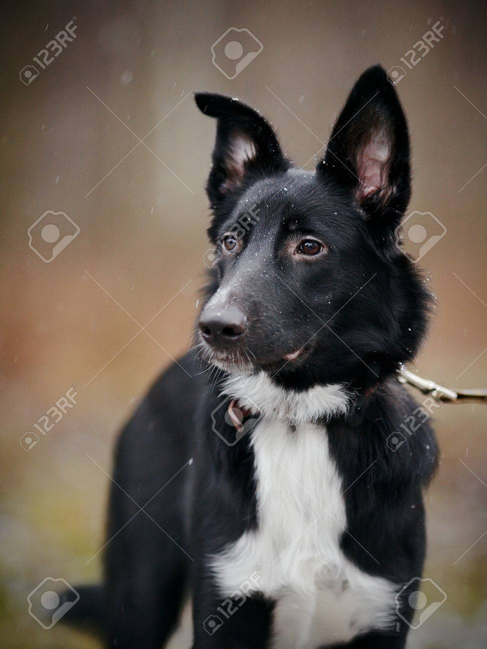 犬の散歩に 雪の上の黒犬 ない純血種の犬 大きいのない純血種の雑種 の写真素材 画像素材 Image 犬の散歩に 雪の上の黒犬 ない純血種の犬 大きいのない純血種の雑種 の写真素材 画像素材 Image