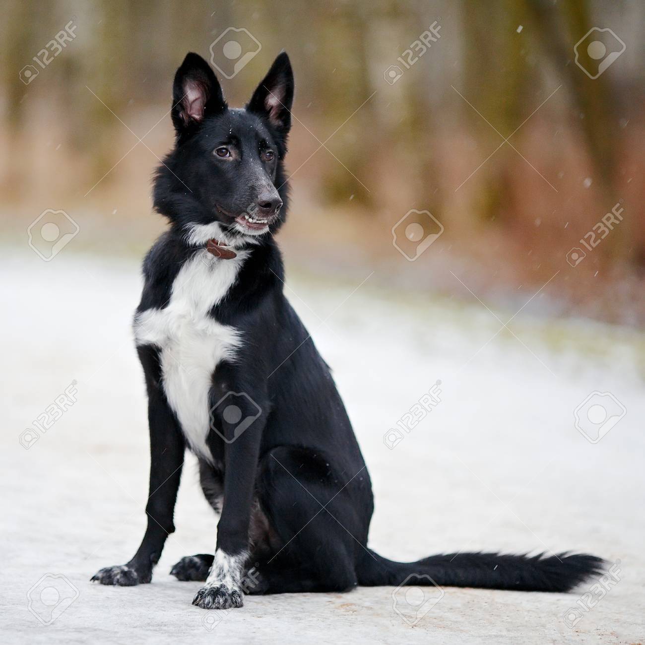 犬の散歩に 雪の上の黒犬 ない純血種の犬 大きいのない純血種の雑種 の写真素材 画像素材 Image 犬の散歩に 雪の上の黒犬 ない純血種の犬 大きいのない純血種の雑種 の写真素材 画像素材 Image