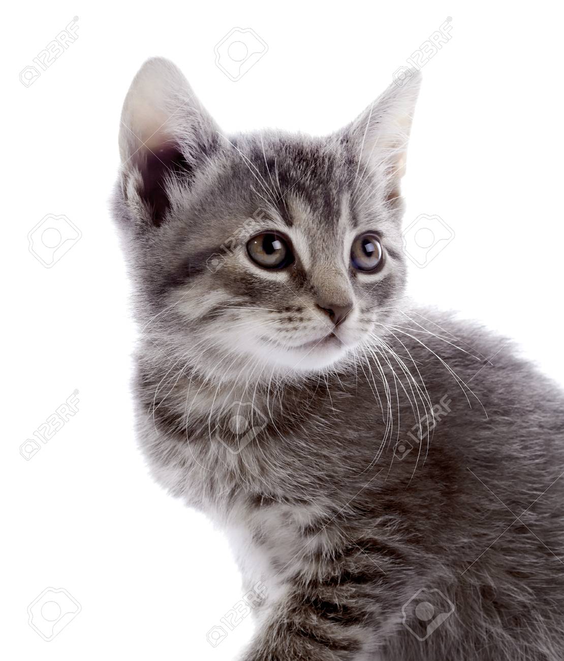 その他 Tiny gray kitten - cyclops Tiny gray kitten - cyclops