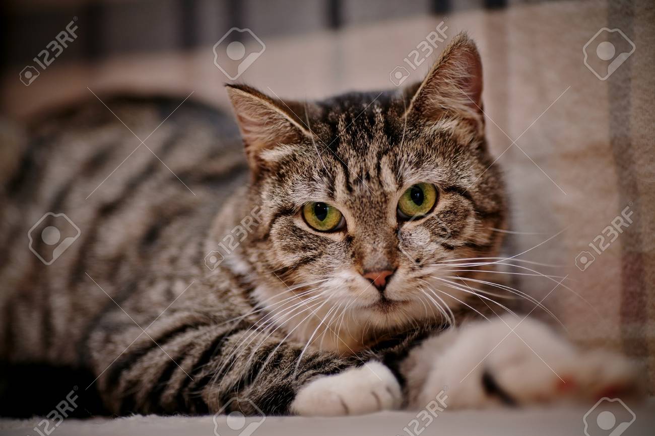 Portrait D Un Chat Domestique Tigre Gris Aux Yeux Verts Banque D Images Et Photos Libres De Droits Image Portrait D Un Chat Domestique Tigre Gris Aux Yeux Verts Banque D Images Et Photos Libres De Droits Image