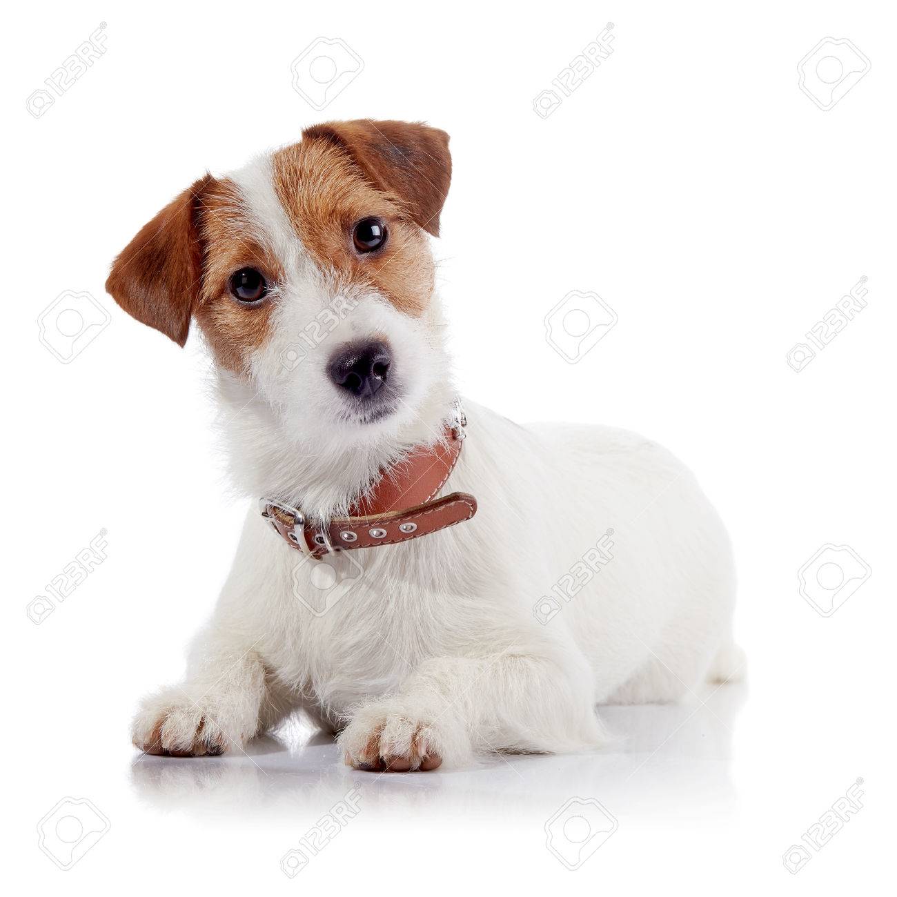 jack russell terrier hairy