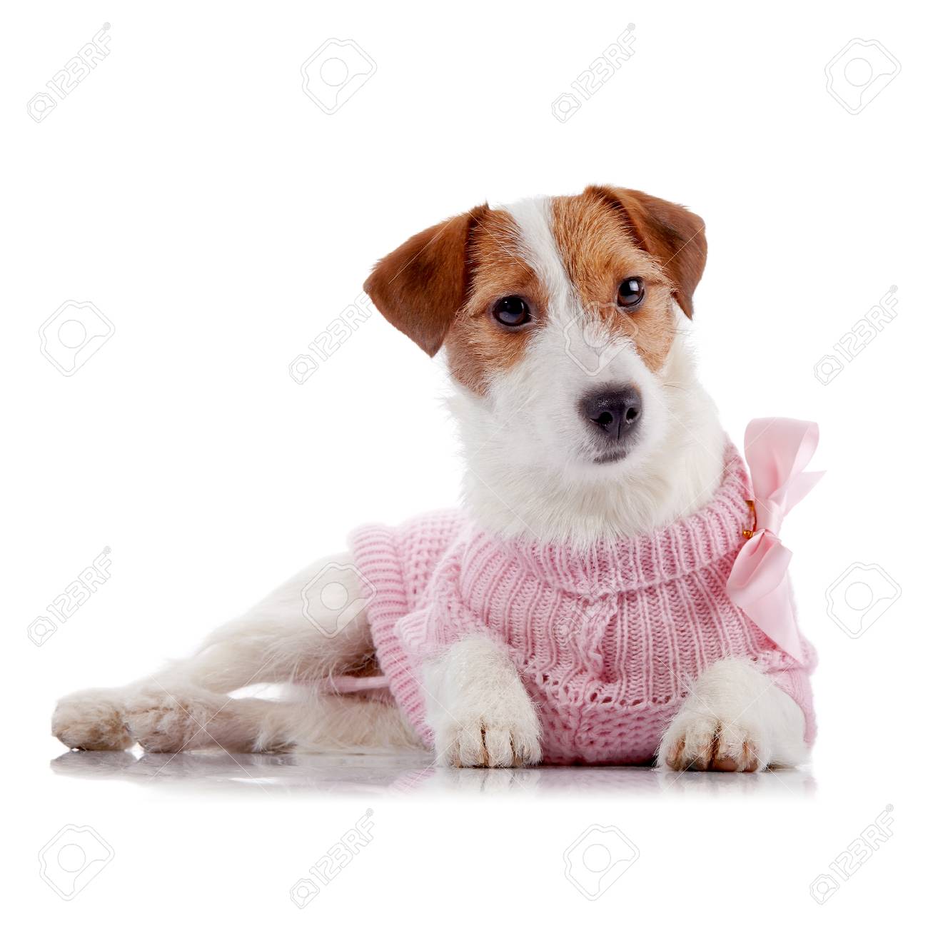 Petit Chien De Race Jack Russell Terrier à Un Cavalier Rose Se Trouve Sur Un Fond Blanc