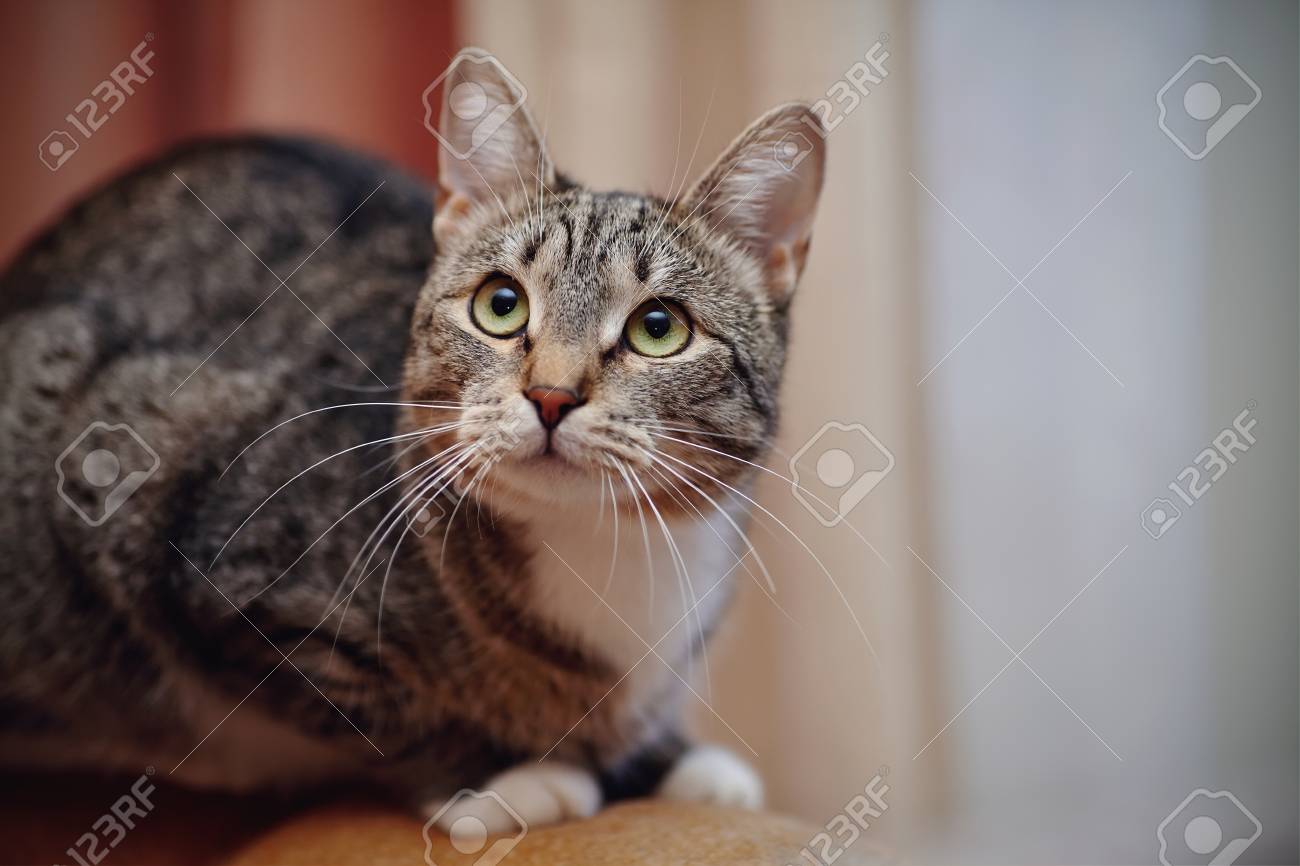Gris Chat Domestique Rayé Avec Des Moustaches Blanches Et Pattes Blanches