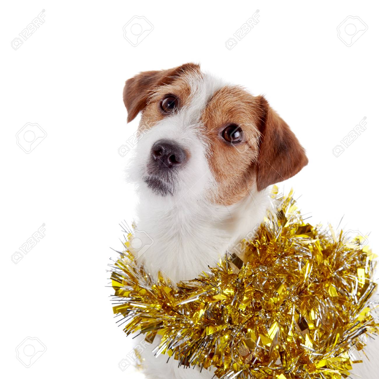 Portrait Dun Petit Chien De Race Un Clinquant Jack Russell Terrier Et Noël