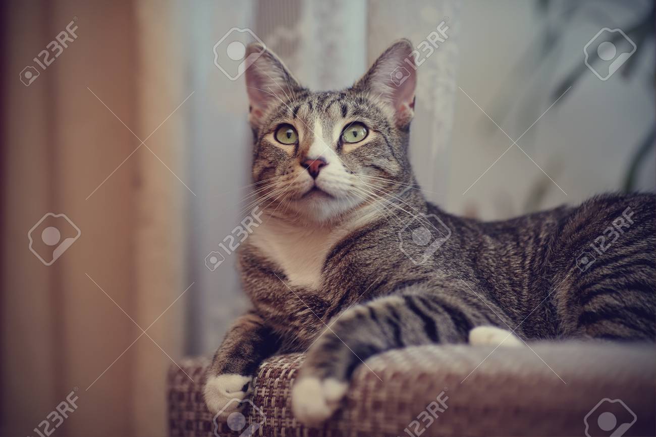 Un Chat à Rayures De Couleur Grise Avec Des Pattes Blanches Se Trouve