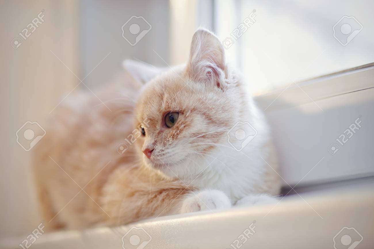 etiam-dictum-ipsum-a-felis