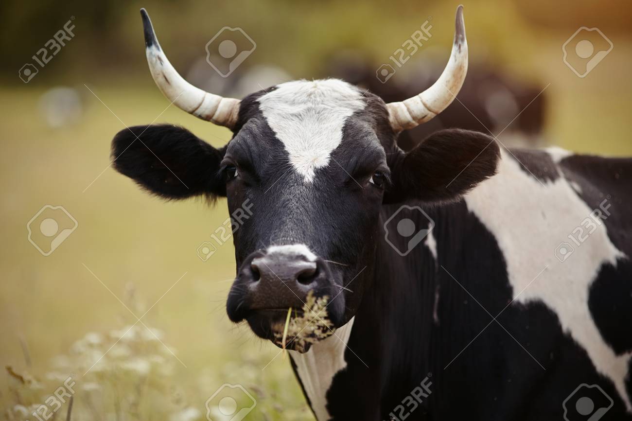牧草地に白黒の牛の肖像画 の写真素材 画像素材 Image 38