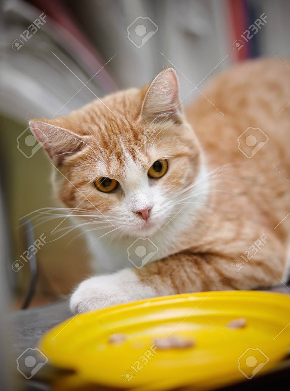 Rouge Avec Blanc Le Chat Domestique Raye Et La Plaque Jaune Banque D Images Et Photos Libres De Droits Image
