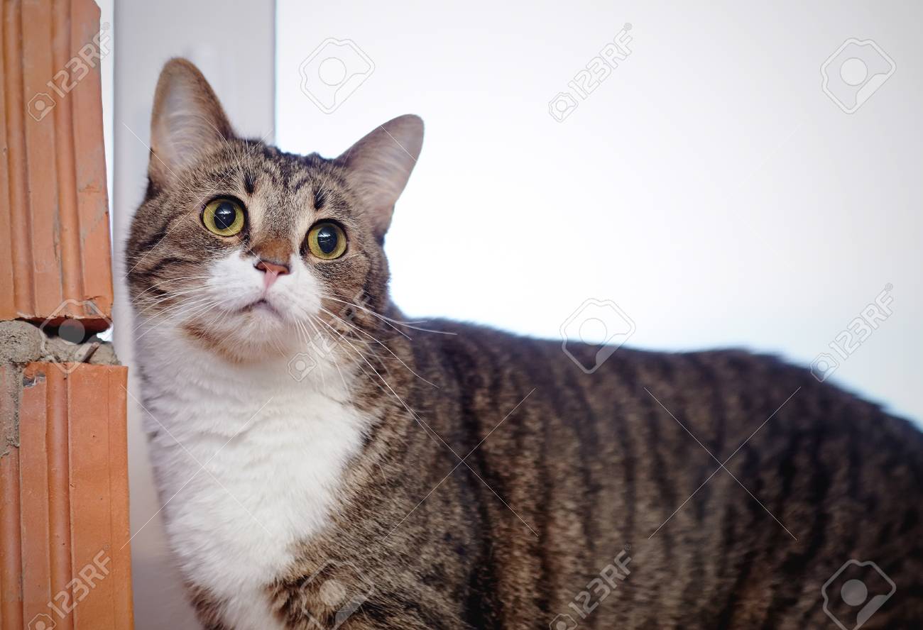 striped domestic cat