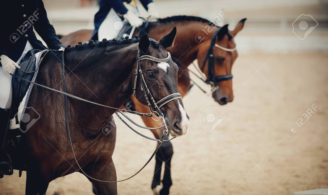 Equestrian sport. Portrait sports brown stallion in the double bridle. Dressage of horses in the arena. - 131057783 Equestrian sport. Portrait sports brown stallion in the double bridle. Dressage of horses in the arena. - 131057783