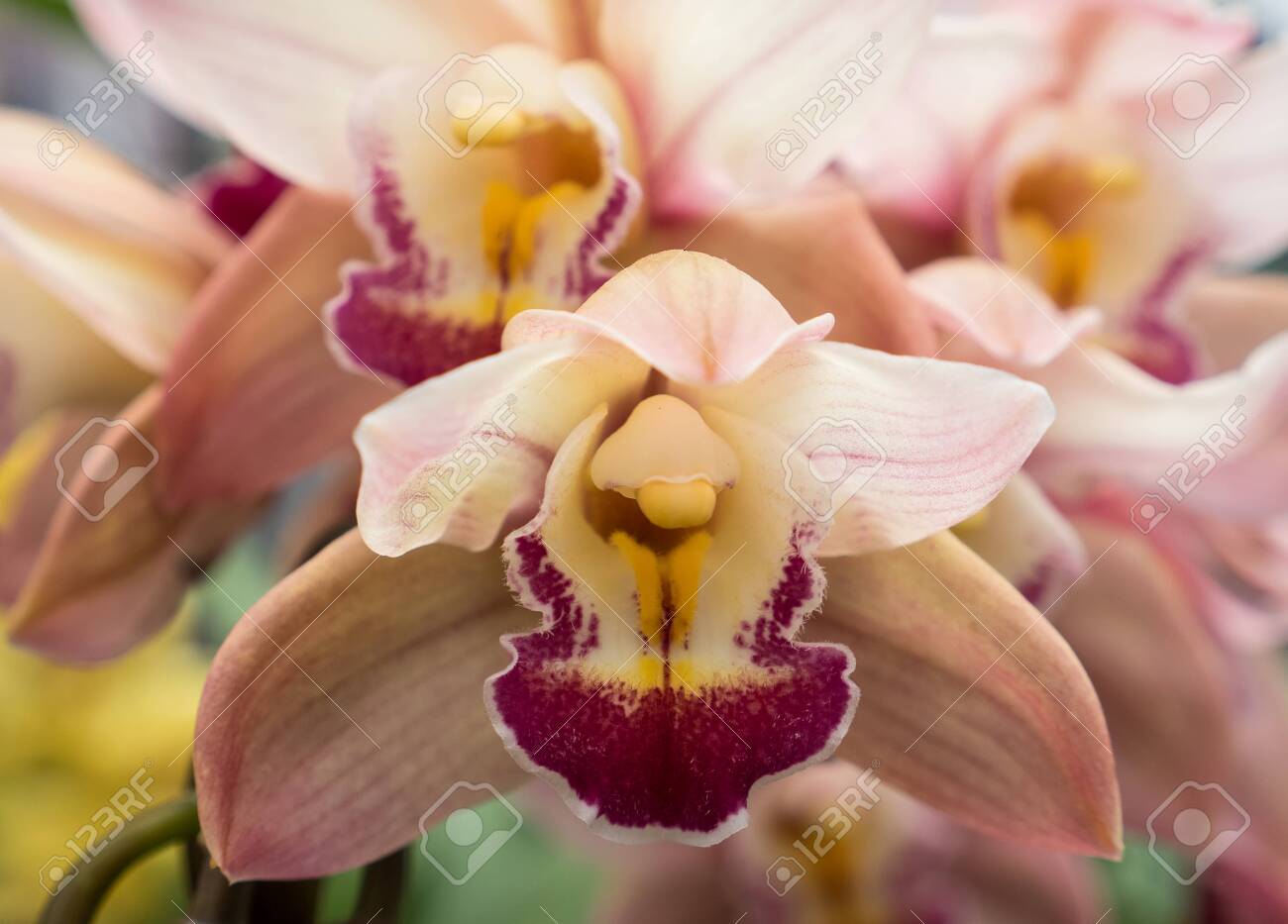 etiam-dictum-ipsum-a-felis