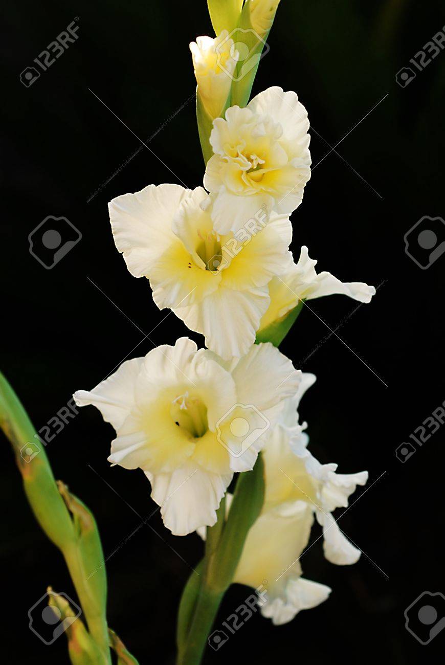 庭で美しい新鮮な白グラジオラスの花 の写真素材 画像素材 Image 庭で美しい新鮮な白グラジオラスの花 の写真素材 画像素材 Image