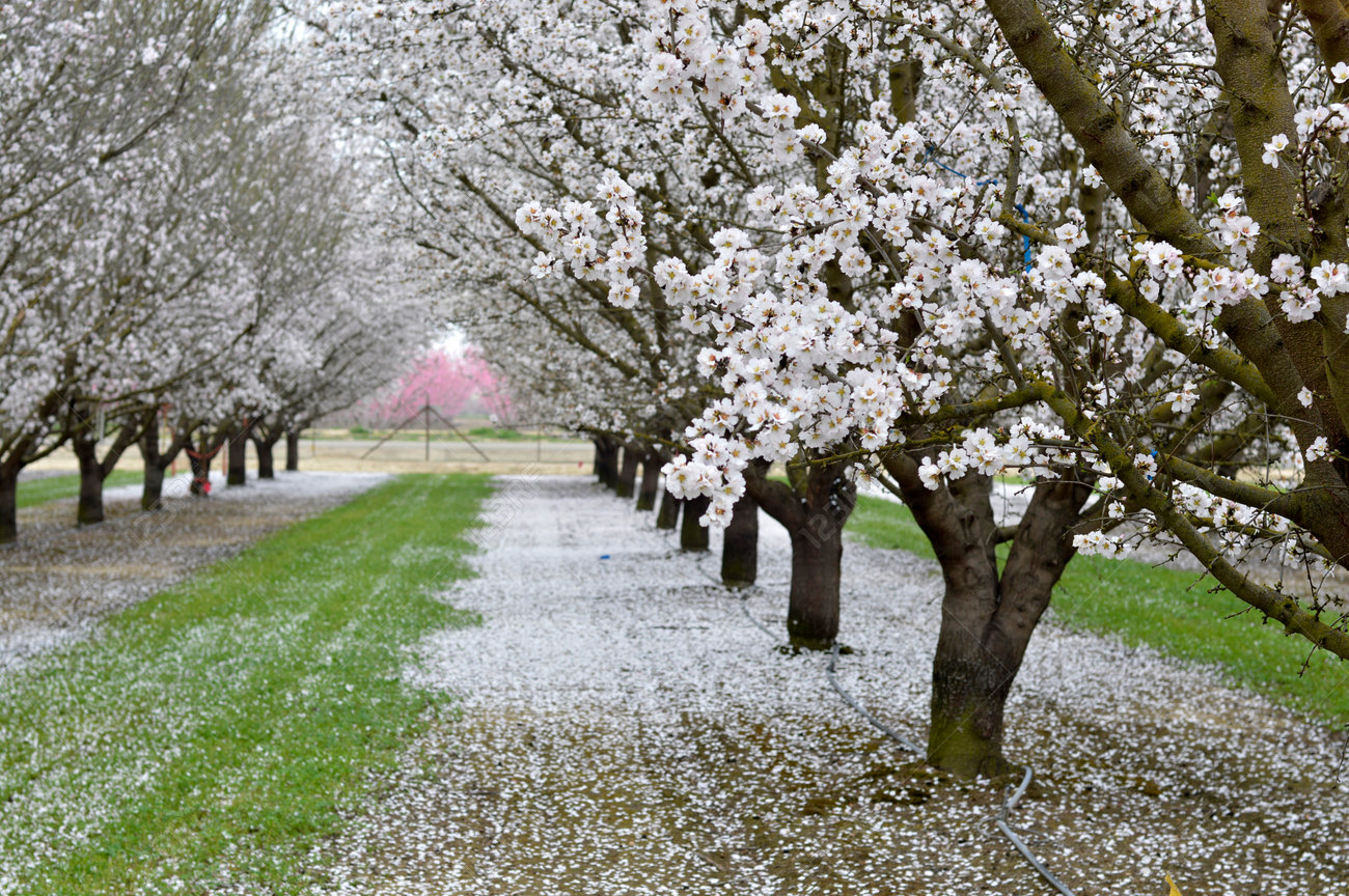 Almond Blossoms Beautiful Trees With White Flowers In Spring Stock Photo Picture And Royalty Free Image Image 37128295