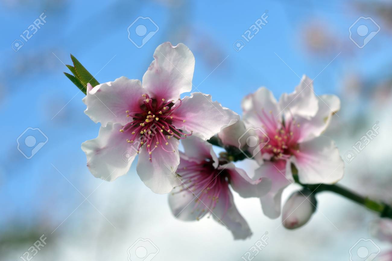 開花桃の木の美しい新しい花の香り の写真素材 画像素材 Image