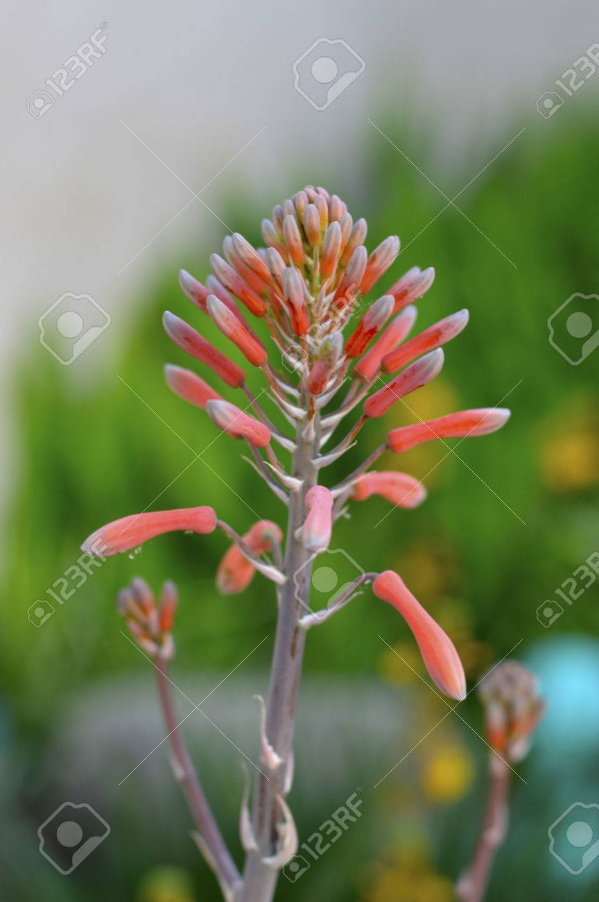 Aloe Vera Flower Beautiful Juicy Medical Plant