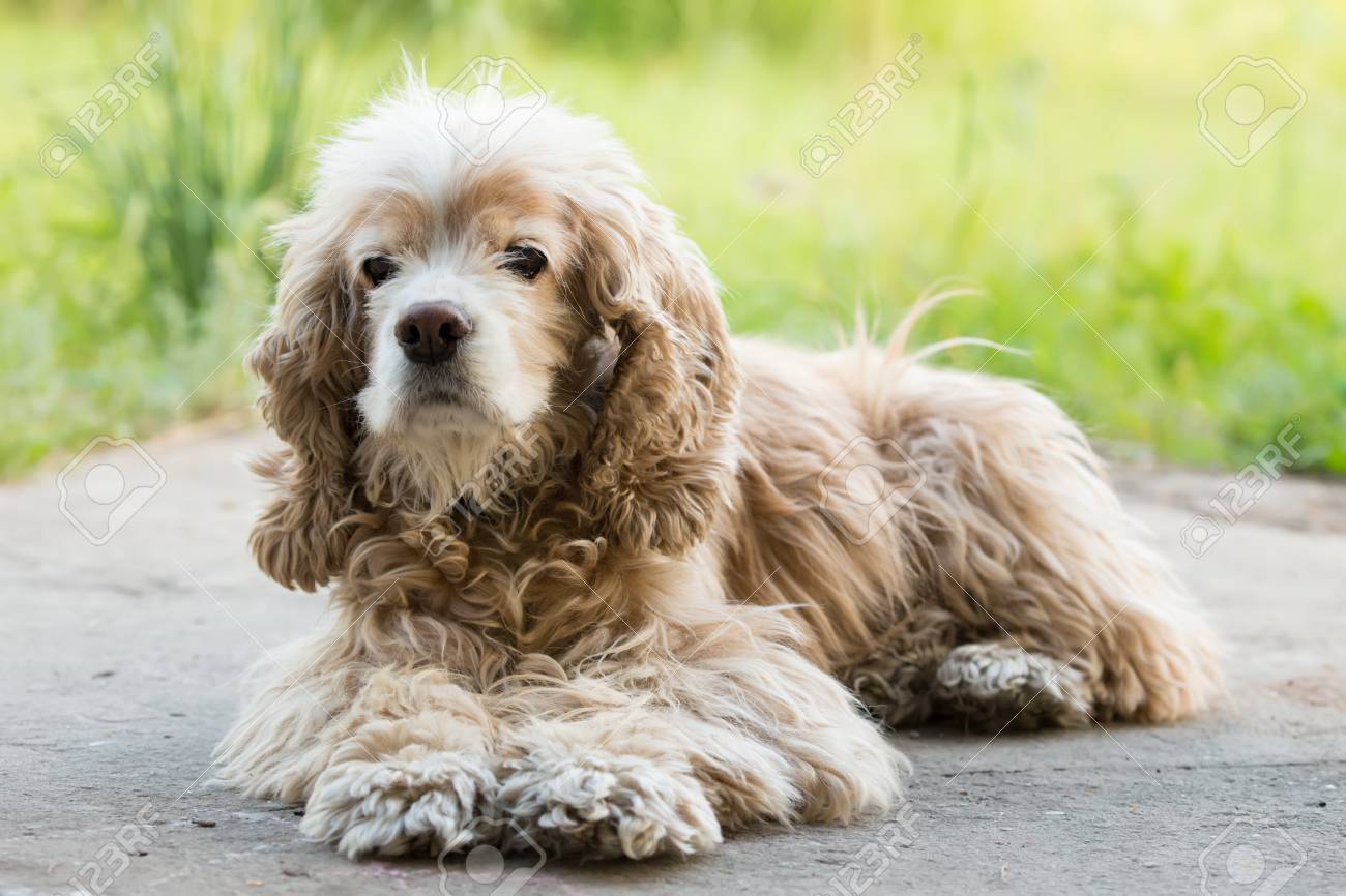 older cocker spaniel