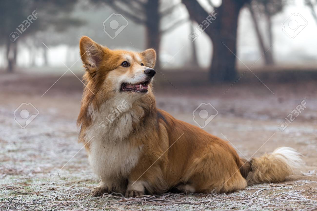 beautiful corgi