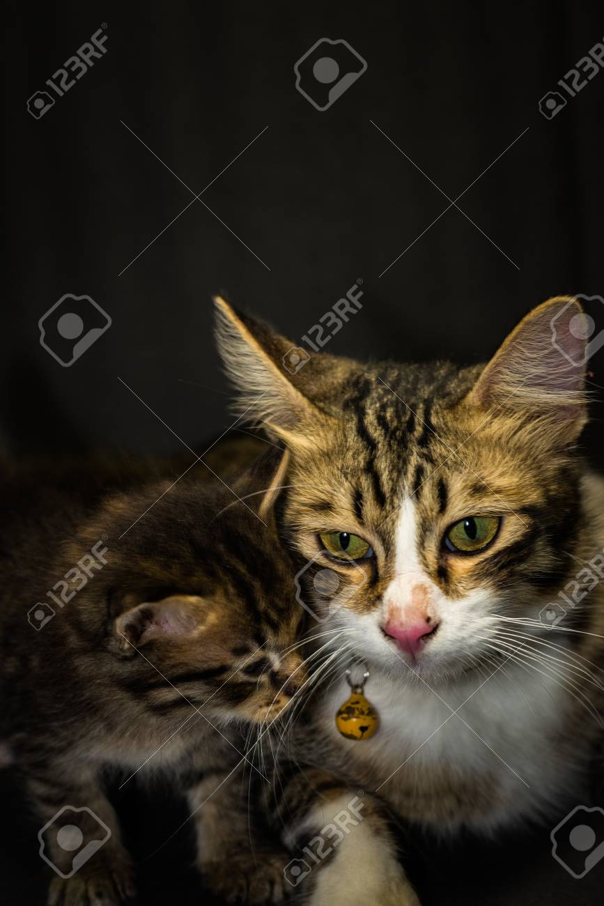 etiam-dictum-ipsum-a-felis