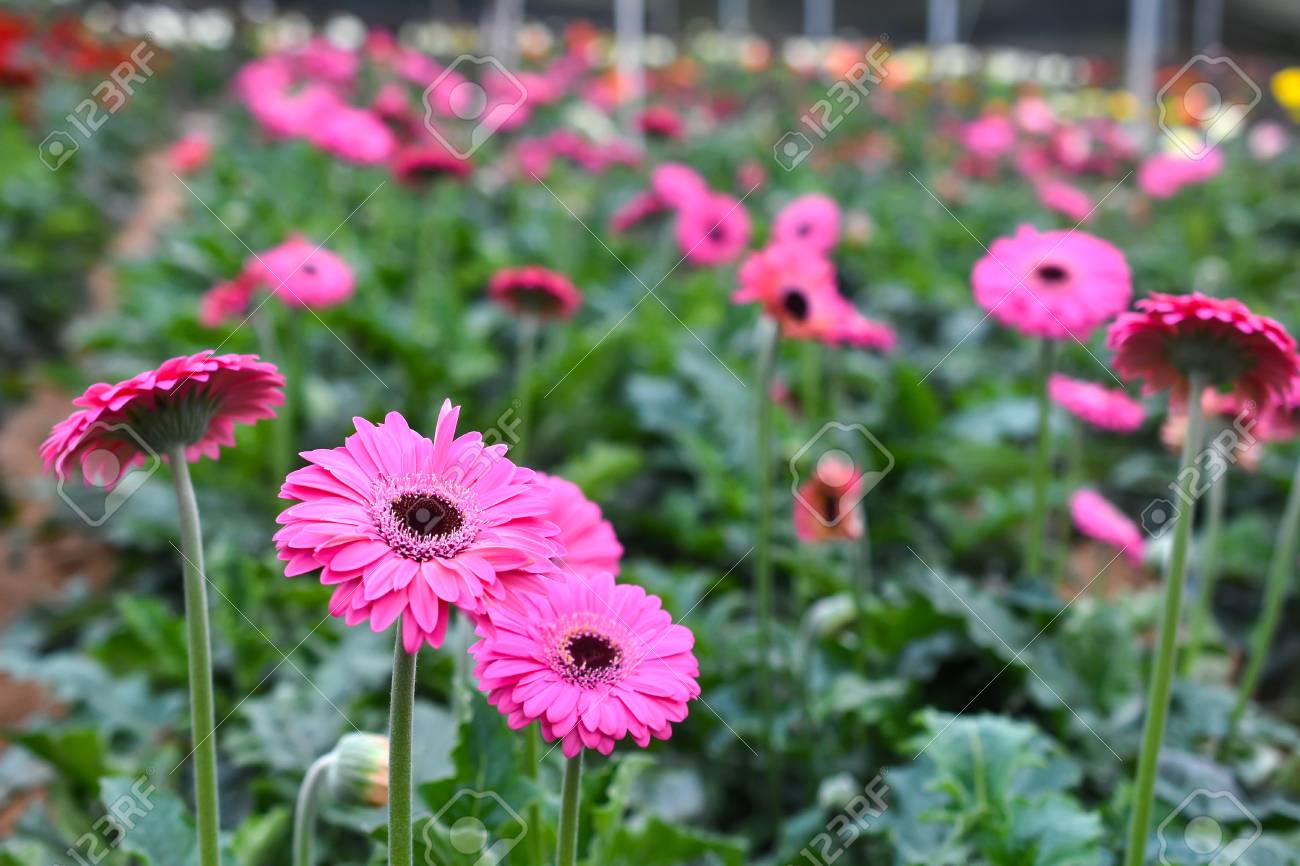 Gerbera Flower Farming
