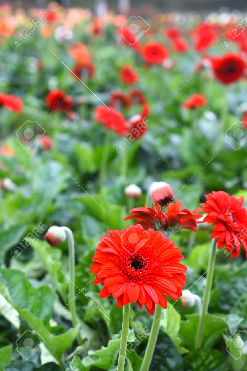 Gerbera Flower Farming