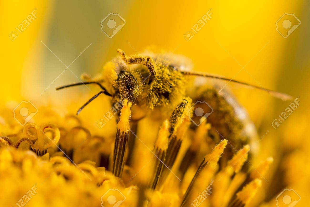 ミツバチは 黄色い花粉 空気中の足で覆われています 動物は 夏や秋の時間に花のように座っています その体に多く少しオレンジ花粉 環境と生態にとって重要です の写真素材 画像素材 Image