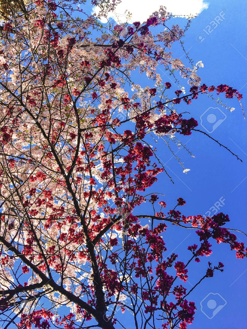 台湾の桜 それは青い空とピンクと濃い赤の1を持っています の写真素材 画像素材 Image 台湾の桜 それは青い空とピンクと濃い赤の1を持っています の写真素材 画像素材 Image