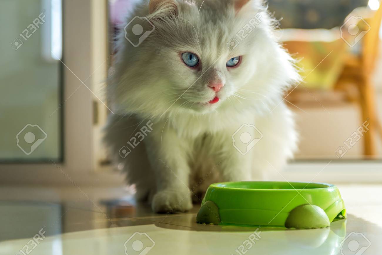 persian cat eating