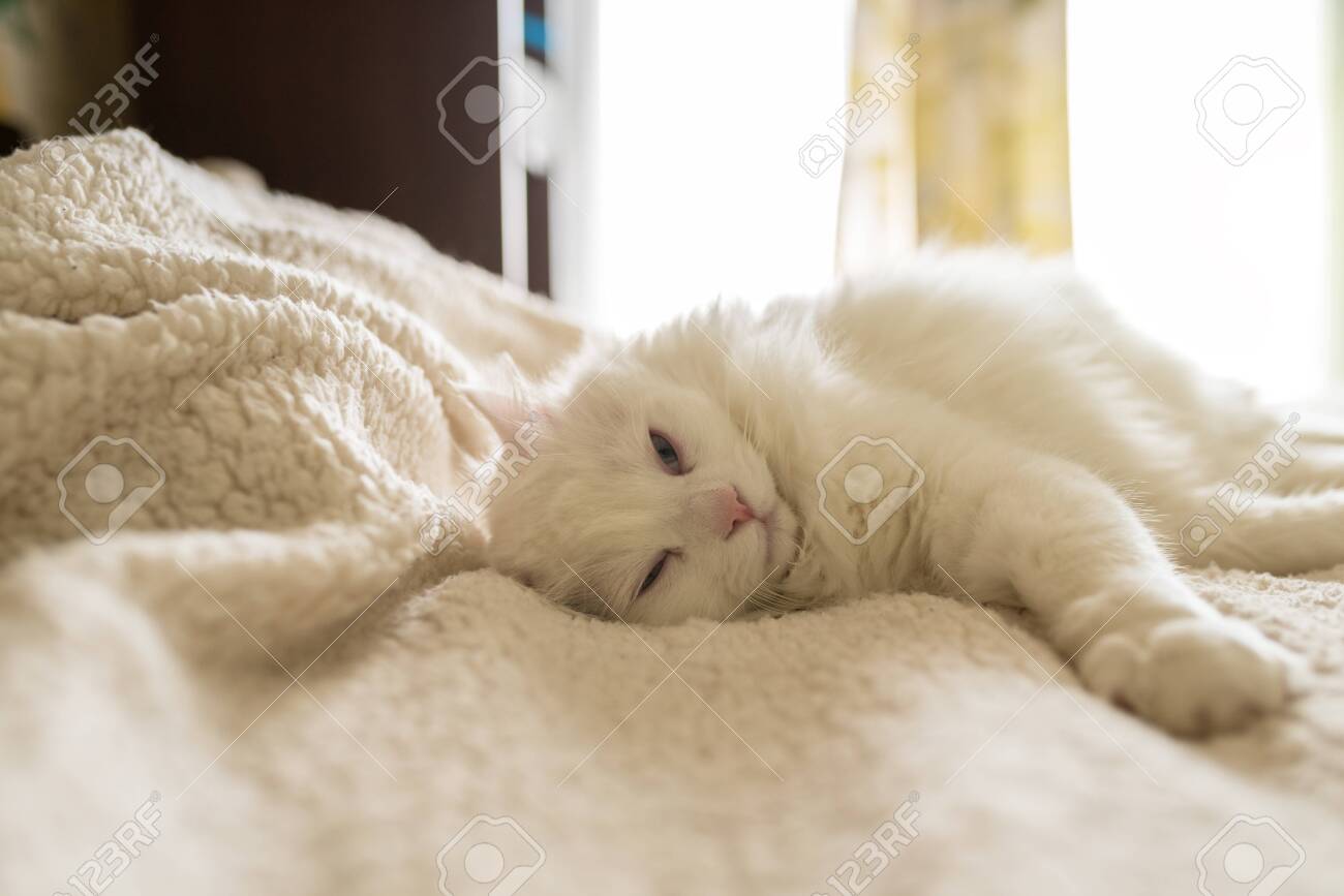 white cat on bed